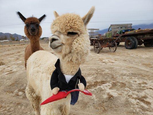 Petting alpaca and seeing Joshua and Mocha roaming free at Nature Health Farms in Pahrump Nevada is just amazing.