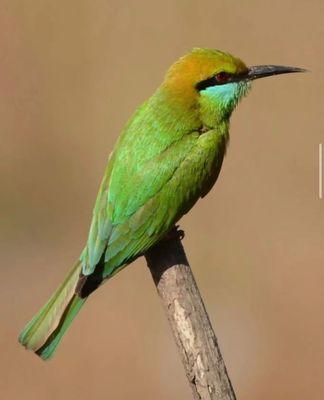 Beautiful bird on the lookout for enemies sneaking up on them!