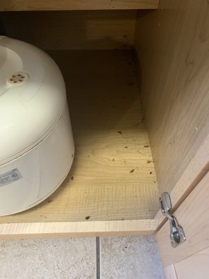 Dead Rodents under the kitchen cabinets