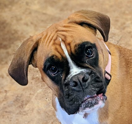 Sasha, a boxer from Woodbridge 8 months