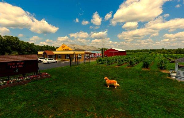 Friendly Mariah welcomes visitors at her vinyard in Mays Landing, NJ