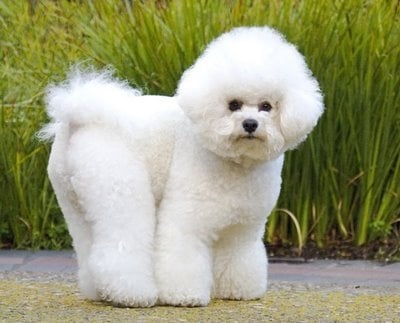 Puffy - bishon frise