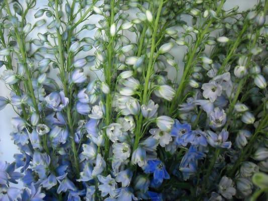 Delphinium