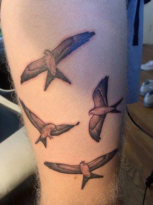 Tattoo of Four swallow tailed kites