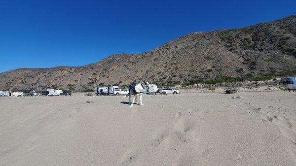 Your own stretch luscious sand! Doggies has a blast playing fetch :)