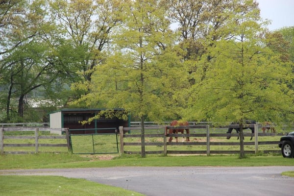 Lots of Pastures for Turn-out. Running Sheds Available.