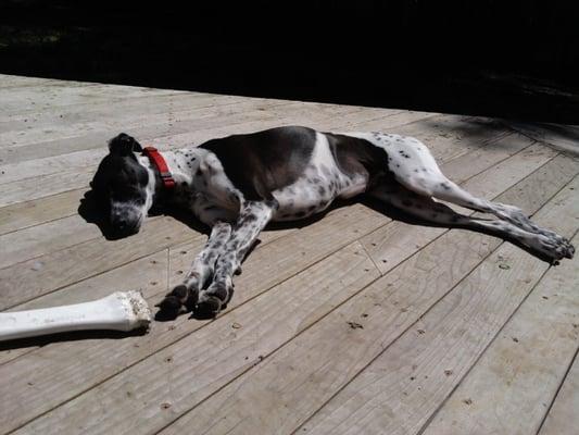 Jill found a warm spot on the deck