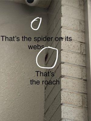 Spider cockroach