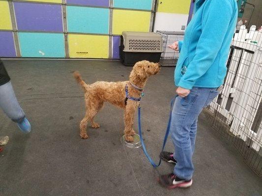 Working on the foundations of heeling in our Manners II Group Class.