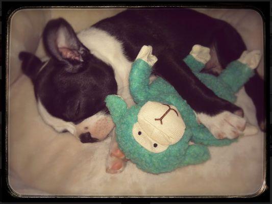 Xena: my boston terrier