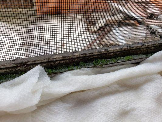 Plant life growing on window seals bc of constant moisture.