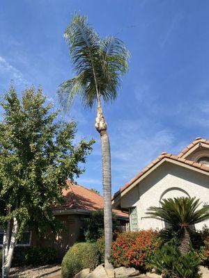 Trimmed Palm tree