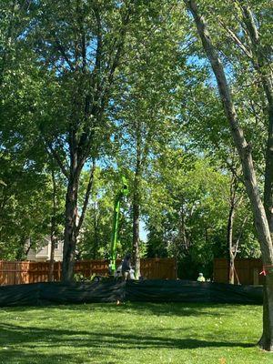 Maximum Tree Service & Landscaping