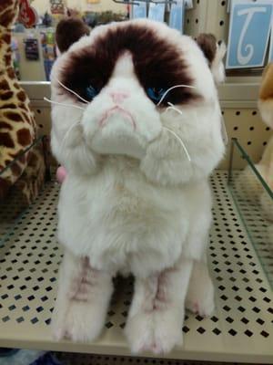 Grumpy Cat