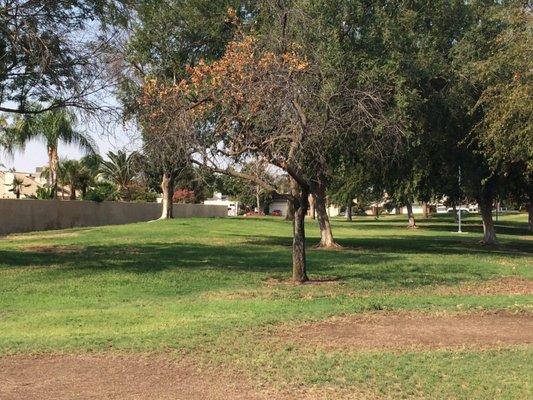 Lots of shade trees