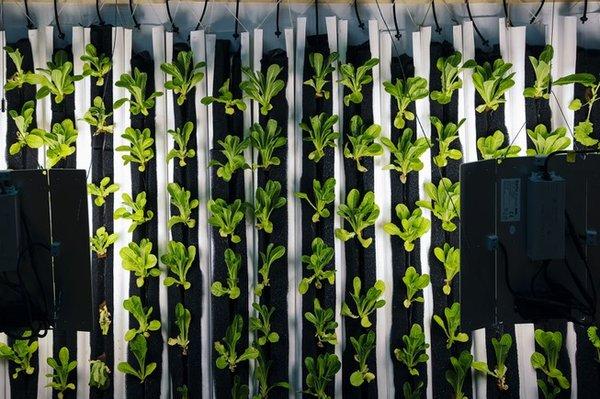 Using a process called aquaponics, our produce is grown using a soil-less process eliminating pathogens.