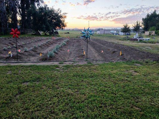 Newest lavender field at the Healing Farm San Diego