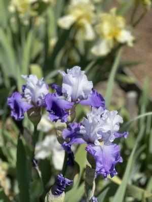 Two-toned Irises