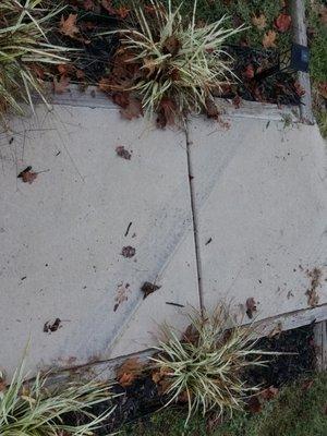 Tire tracks on the sidewalk. Glad it didn't crack under the weight of the truck and shed.