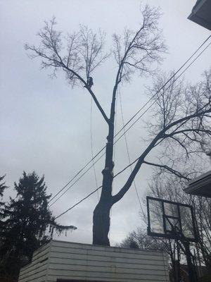 Me working the limbs over the house.