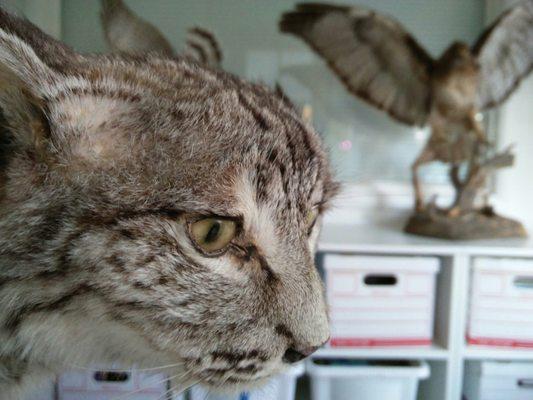 Taxidermy