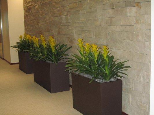 Add Bromeliads or other color to brighten up spaces