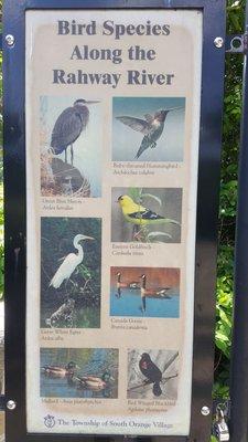 Birds that have been spotted along the "river". Have you seen any?