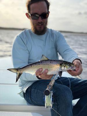 Light gear and hungry Shad.