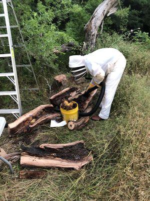 Onsite colony removal in preparation for a new home build.