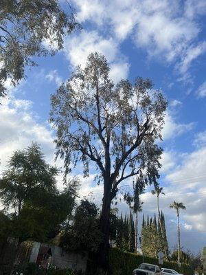 Eucalyptus tree properly prune