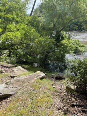 The 3.5 trees that fell in the river