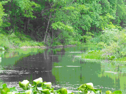 Jado Park Campground