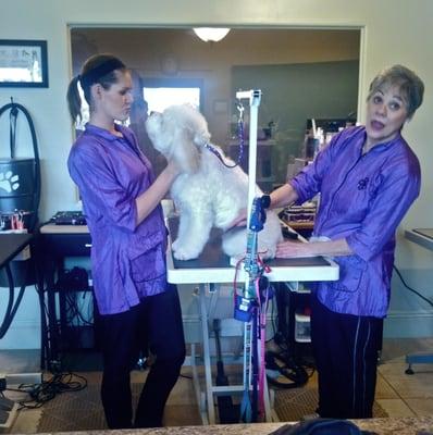 Ruff Life! This happy puppy is getting some Sugar while being groomed by the Mistresses of Pawsh! Uptown Dog Grooming Rocks!