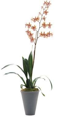 Oncidium Tiger Orchid