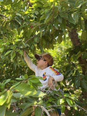 So much fun picking Cherry's