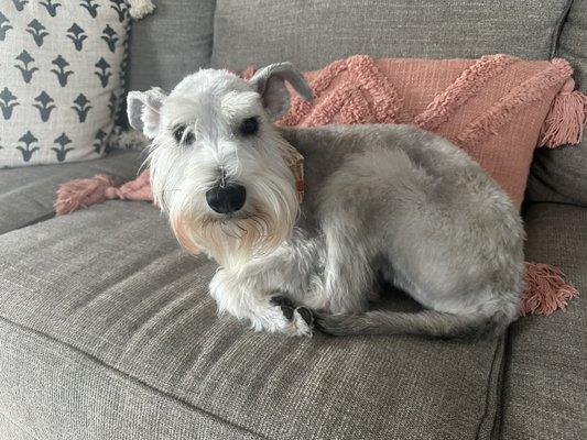 Mini schnauzer