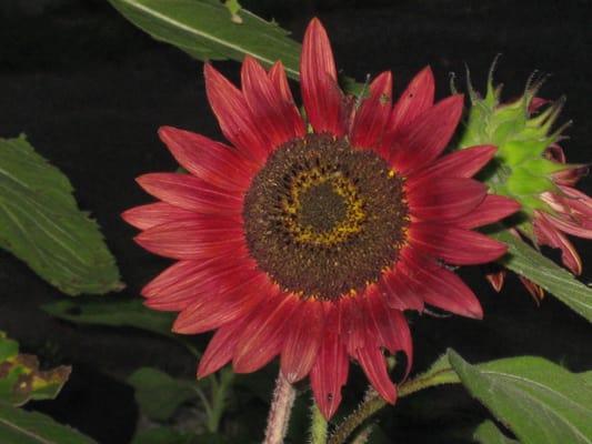 The Sunflower turns its' face toward the sun, is native to America & represents a Spiritual path. This one was grown in my yard.