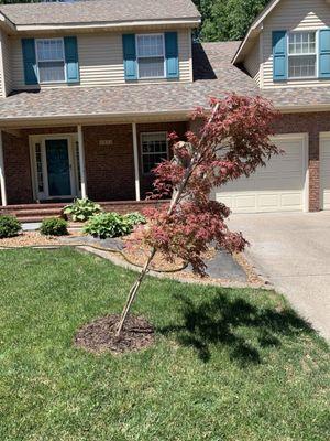 DYING TREE PLANTED BY GREEN THUMBERS