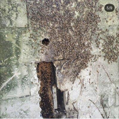 Bee hive removal from a concrete cinder brick wall , we have to open the structure to relocate the bees from inside out ALIVE.