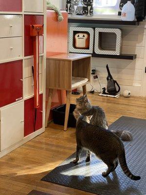 SoHoCats Luxury Feline Hotel