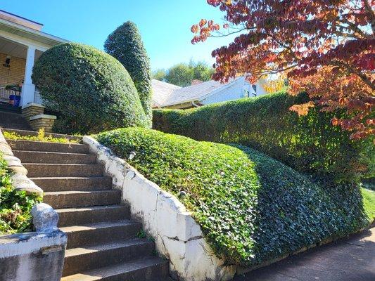 Hedge and ivy trimming.