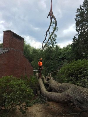 Kelley Tree Service