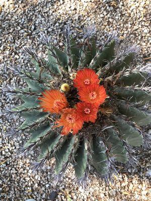 Barrel cactus in bloom