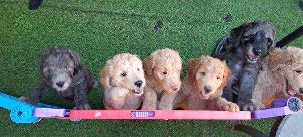 Line up , mini f2b goldendoodle puppies 70 percent poodle. No she hypoallergenic now 7 weeks old