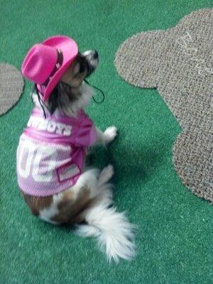 Sports Fans. Look no further. We have Officially Licences sportswear for your pup!