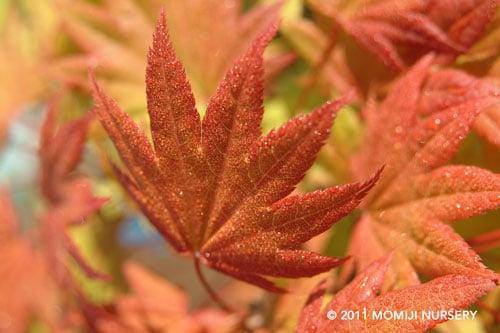 Gorgeous, eye-catching orange leaves