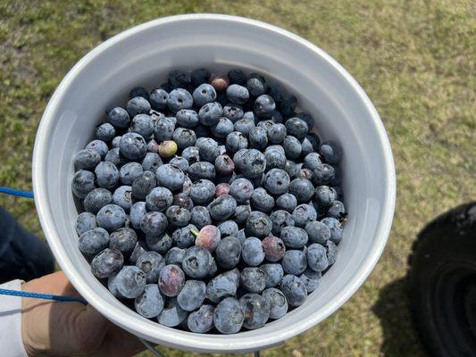 D & J ’s Blueberry Farm