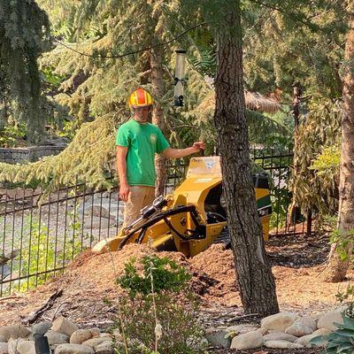 Tree Stump Removal