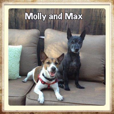 Molly and Max.  Max is retired and is living the dream!