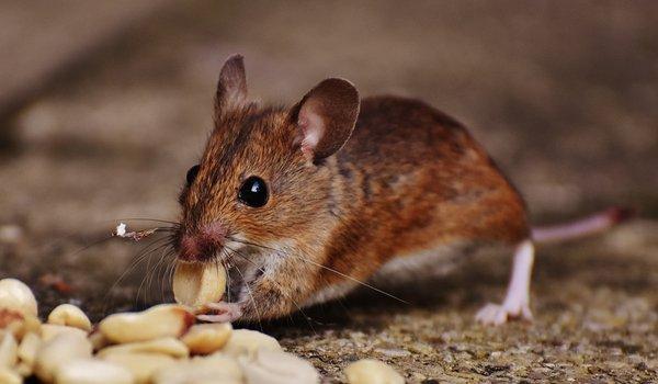 Miche Pest Control provides Mouse Control in Rockville Maryland